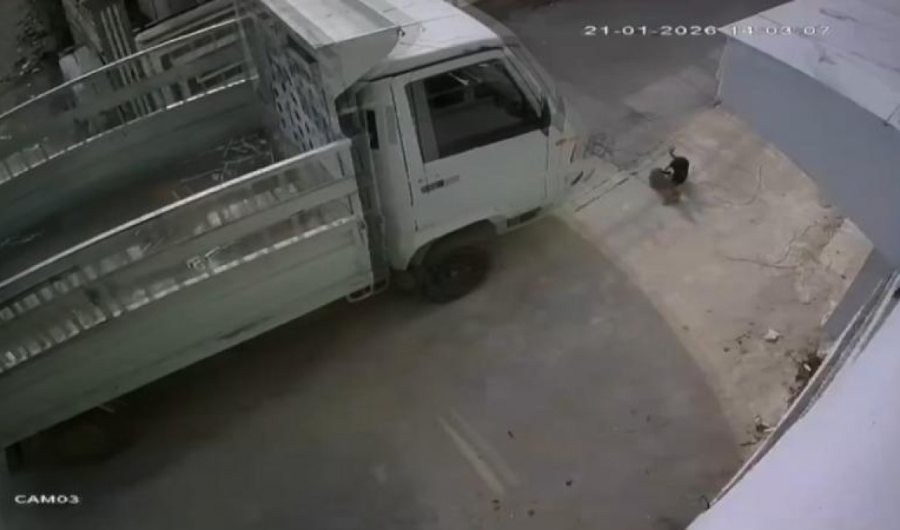 Kedi ezen sürücüye “barınakta çalışma’’ cezası