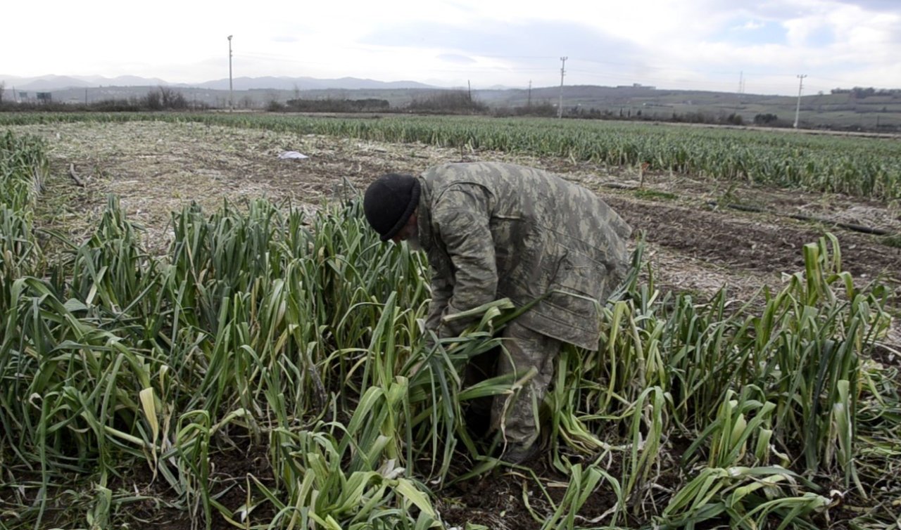 Fiyatı 10 liraya düştü ama alıcı yok! Çiftçinin elinde kaldı