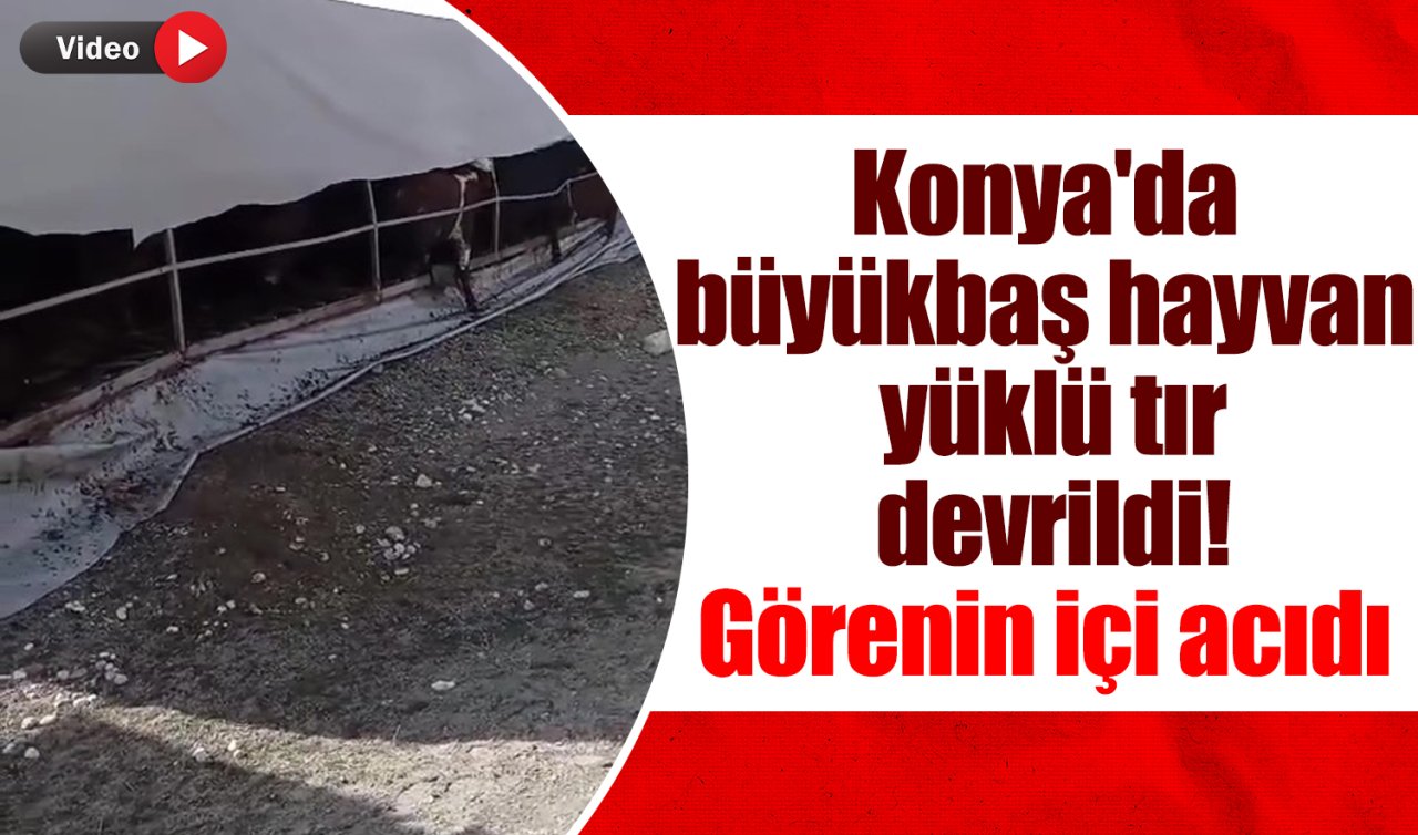 Konya’da büyükbaş hayvan yüklü tır devrildi! Görenin içi acıdı 