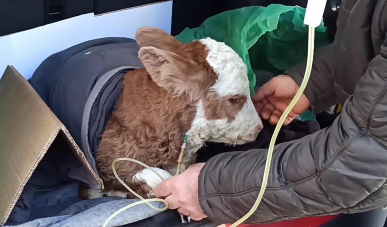 Buzağıya otomobilin bagajında serum tedavisi