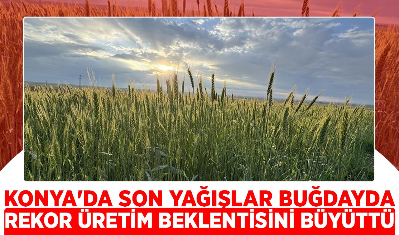 Konya’da son yağışlar buğdayda rekor üretim beklentisini büyüttü