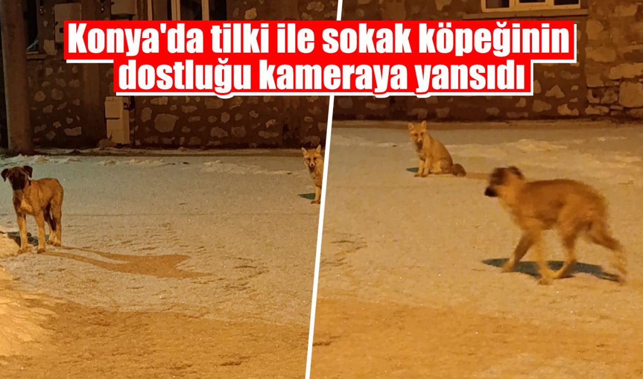 Konya’da tilki ile sokak köpeğinin dostluğu kameraya yansıdı