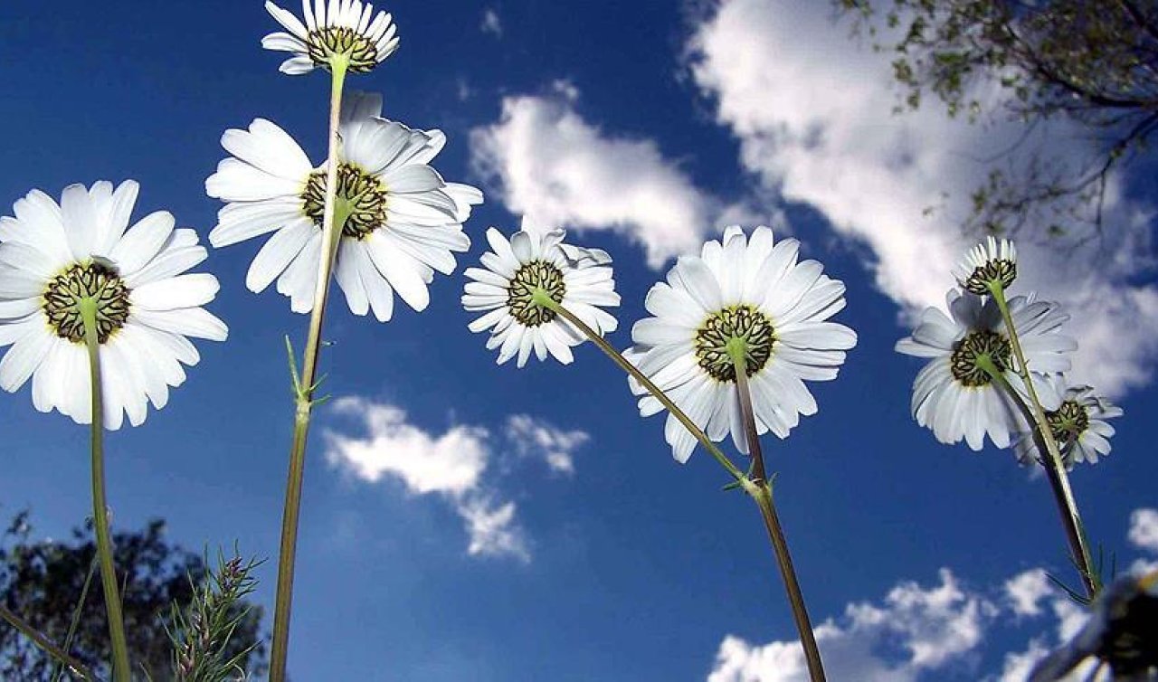 CEMRE DÜŞME TARİHLERİ 2026 | İlk cemre düştü mü, ne zaman düşecek? İşte ilk cemrenin düşeceği tarih