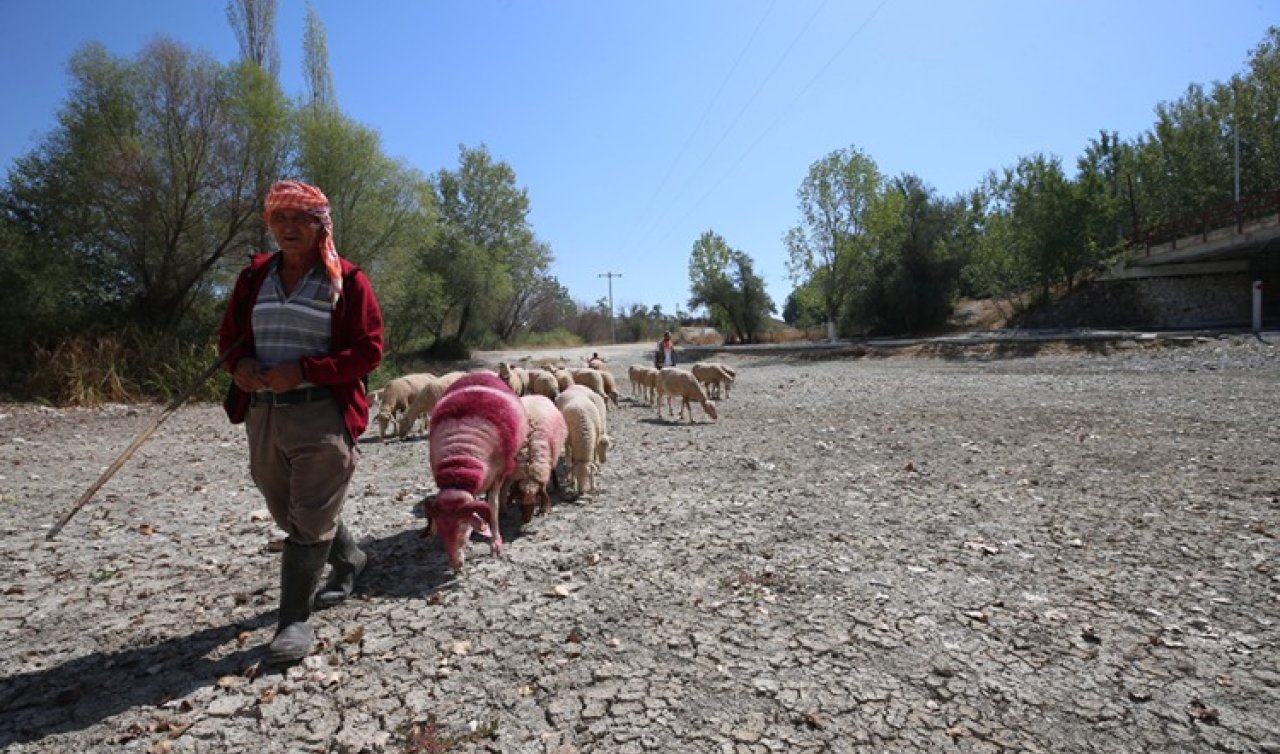 Sudan koyun geçirme festivali her sene hangi ilimizde yapılır? Çifte Milyon Sorusu