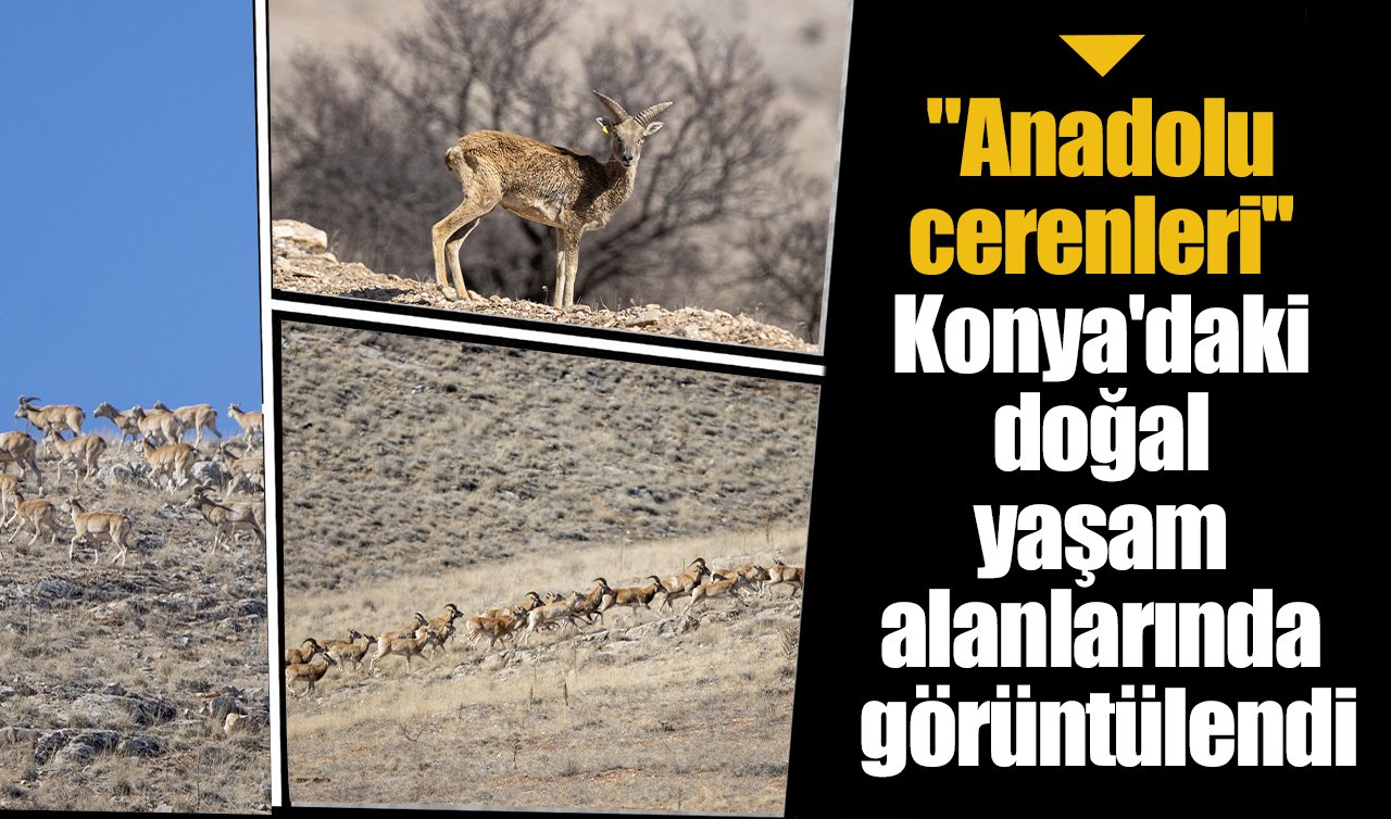 “Anadolu cerenleri’’ Konya’daki doğal yaşam alanlarında görüntülendi