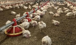 Tavuk ihracatı durduruldu