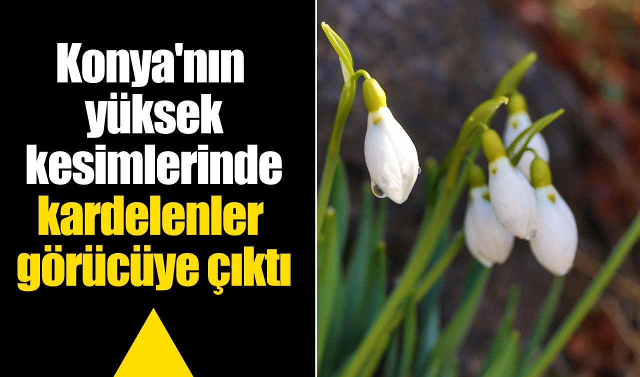 Konya’nın yüksek kesimlerinde kardelenler görücüye çıktı