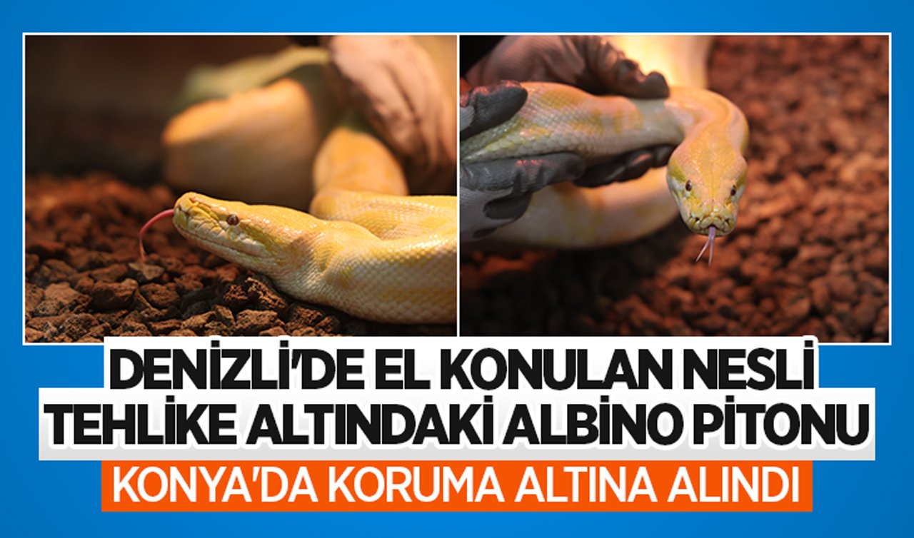 Denizli’de el konulan nesli tehlike altındaki Albino pitonu Konya’da koruma altına alındı