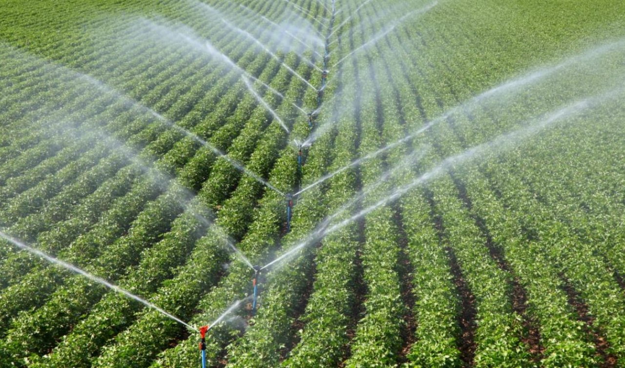 Türkiye 117 ülkeye tohum ihraç ediyor