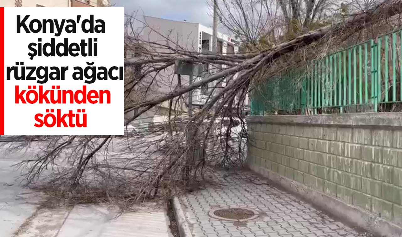 Konya’da şiddetli rüzgar ağacı kökünden söktü 