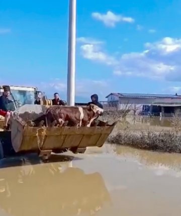 Selde mahsur kalan inekler boğulmaktan kurtarıldı