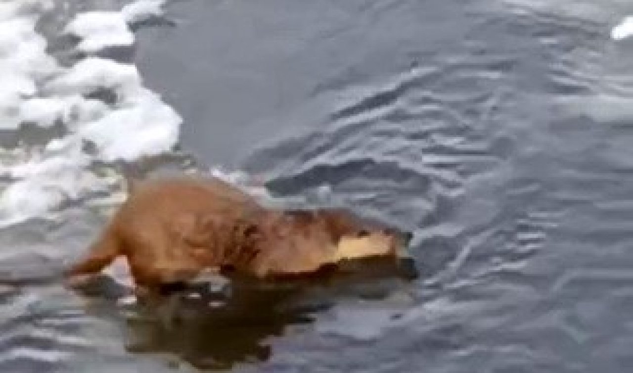 Su samuru buz üstünde balık yerken görüntülendi