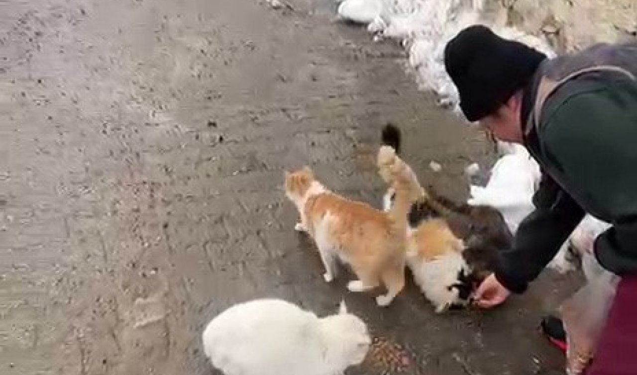 Sokak hayvanlarını beslemek için her yıl bin 400 kilometre yol geliyor
