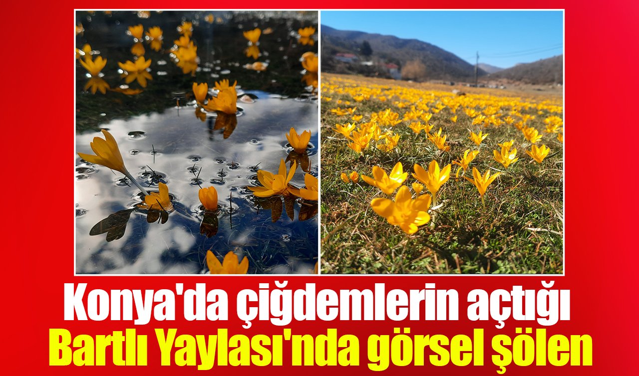 Konya’da çiğdemlerin açtığı Bartlı Yaylası’nda görsel şölen