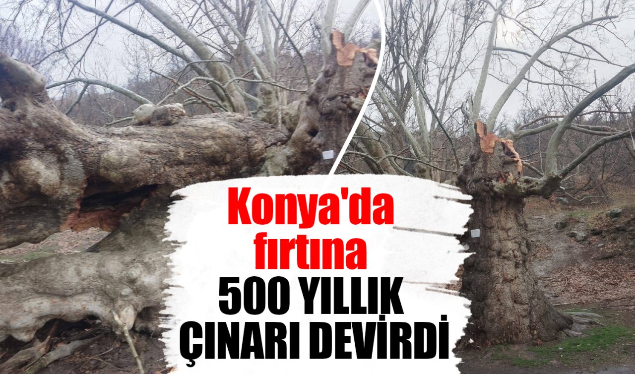 Konya’da fırtına 500 yıllık çınarı devirdi