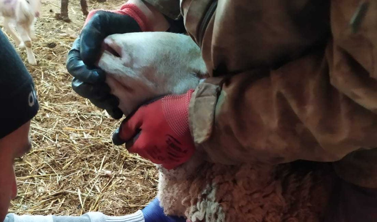 Konya’da şap hastalığına karşı Sero-Survey tamamlandı