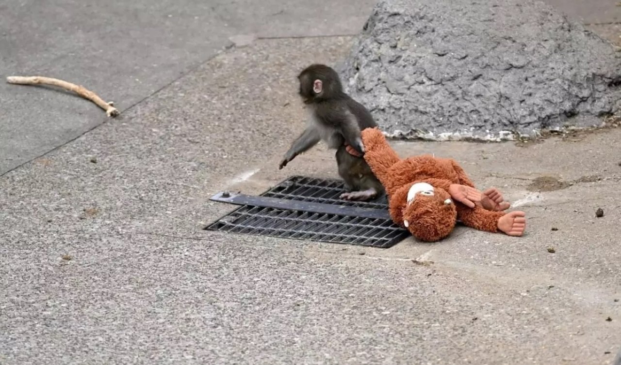 Punch sosyal medyayı ikiye böldü: Hayvanat bahçesine eleştiri yağıyor