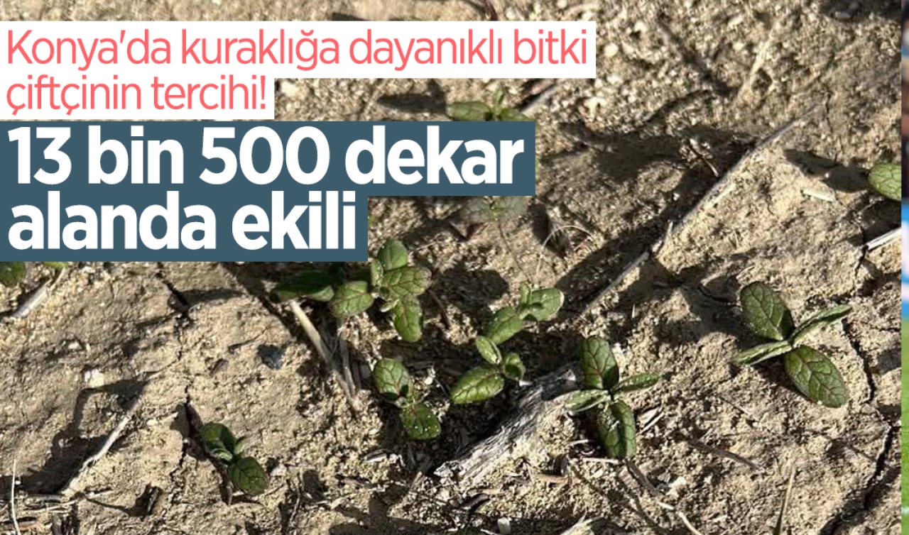 Konya’da kuraklığa dayanıklı bitki çiftçinin tercihi! 13 bin 500 dekar alanda ekili 