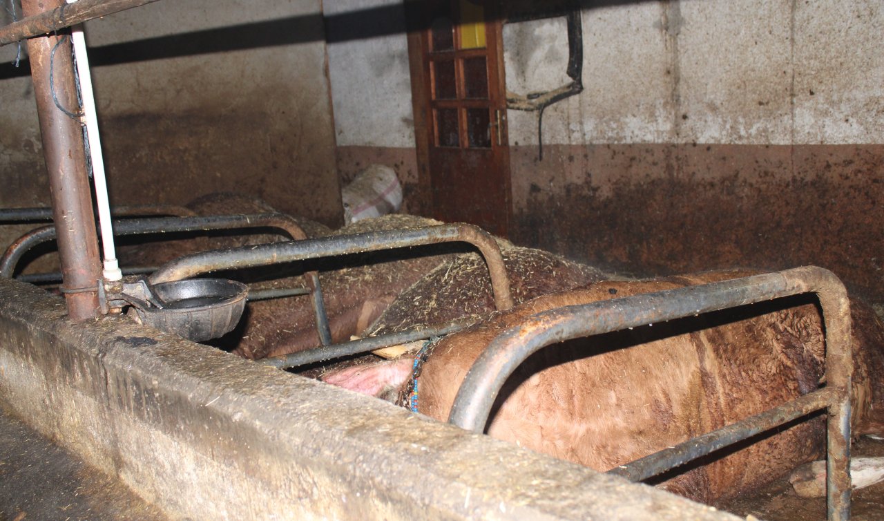 Ahır yangını: 27 büyükbaş hayvan telef oldu