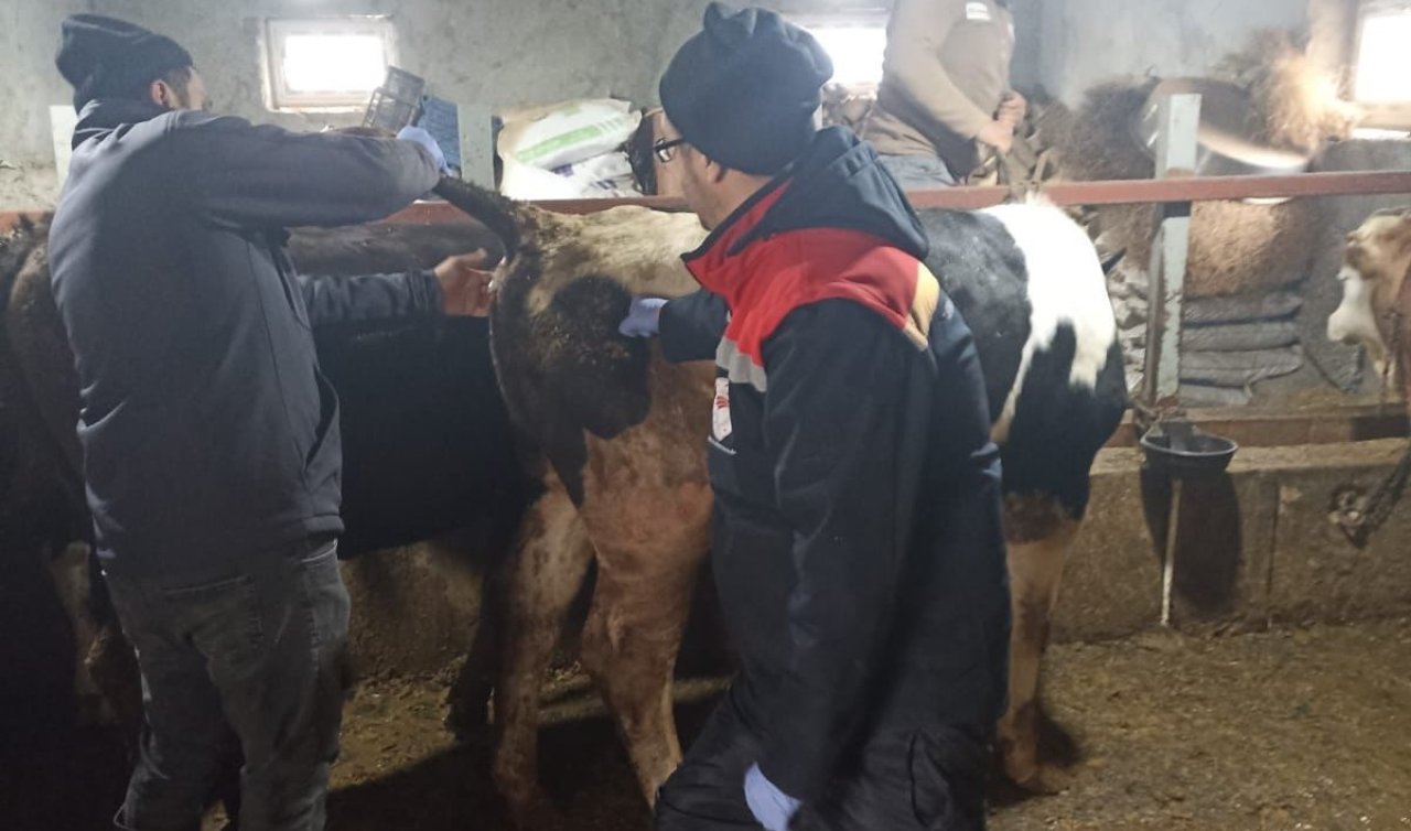 Beyşehir’de şap alarmı: Büyükbaşlara yönelik saha taraması yapıldı