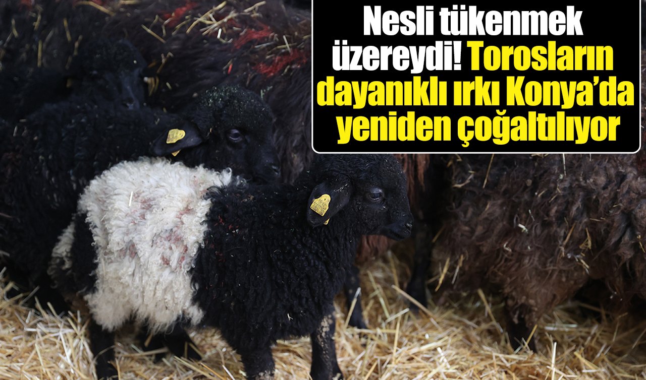 Nesli tükenmek üzereydi: Torosların dayanıklı ırkı Konya’da yeniden çoğaltılıyor