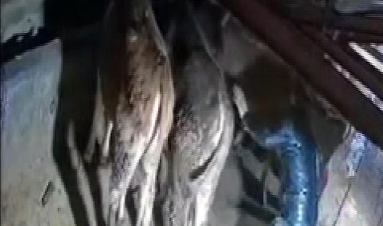 Karın çatısını çökerttiği ahırdaki hayvanları birer birer kurtardılar