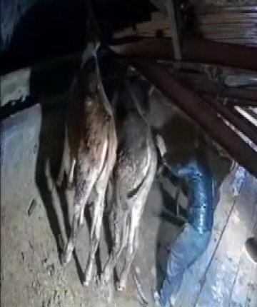 Karın çatısını çökerttiği ahırdaki hayvanları birer birer kurtardılar
