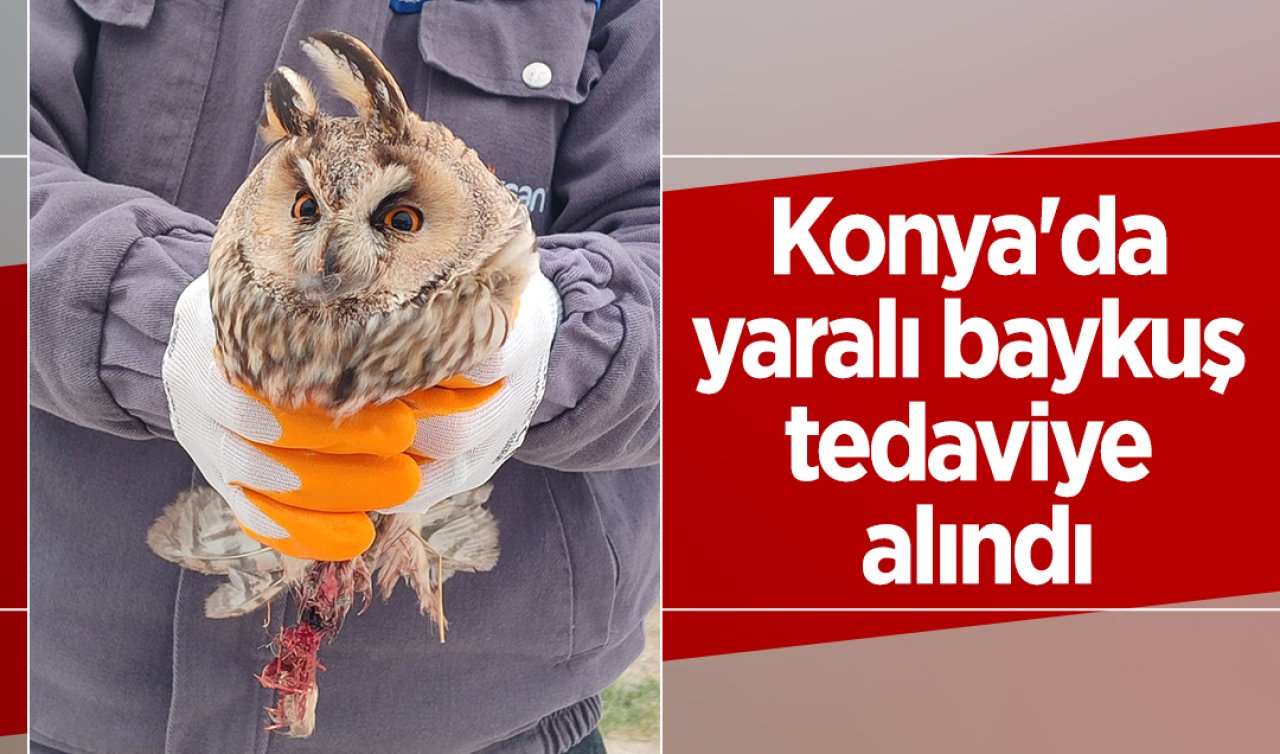 Konya’da yaralı baykuş tedaviye alındı