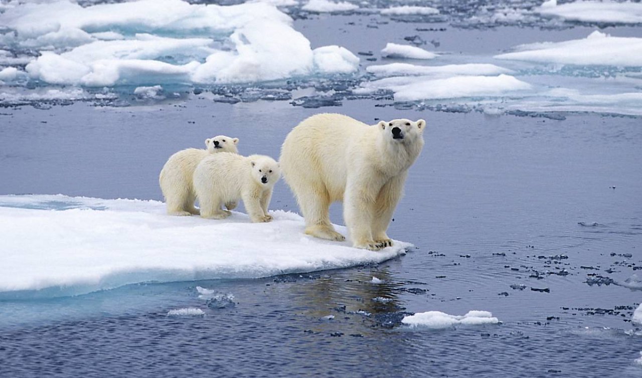 Kutup Ayıları Nerede Yaşar, En Çok Hangi Ülkede Görülür?