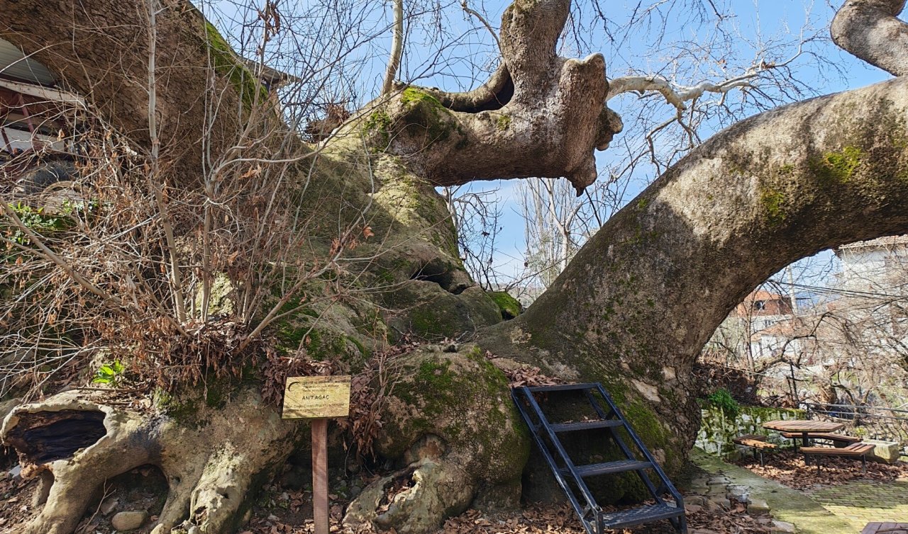 2 bin yıllık anıt çınar hayran bırakıyor