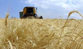 Çiftçilere tarımsal destekleme ödemesi yarın yapılacak