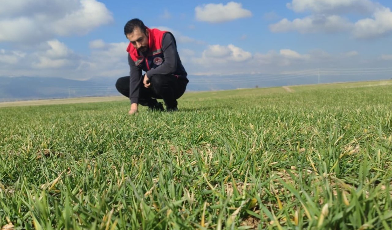 Akşehir’de hububat alanlarında hastalık ve zararlı kontrolleri sürüyor