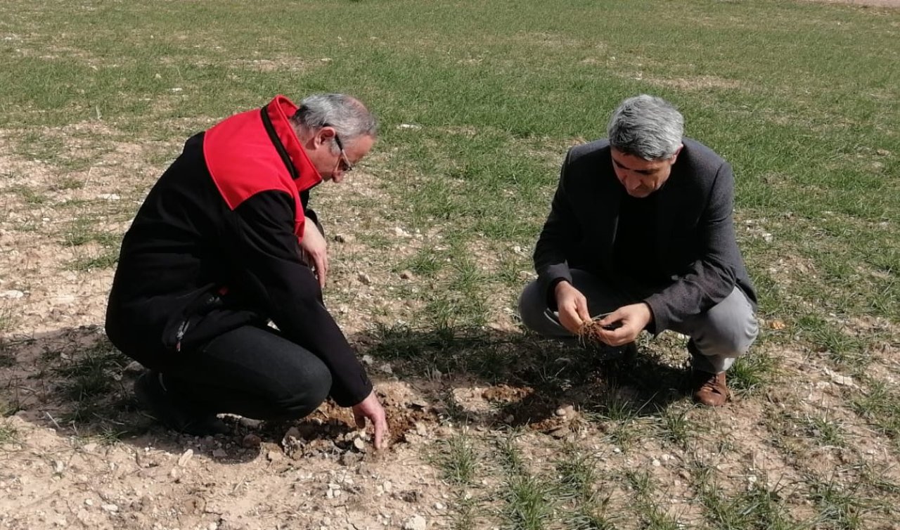 Meram’da hububat ekili alanlarda arazi kontrolleri yapıldı