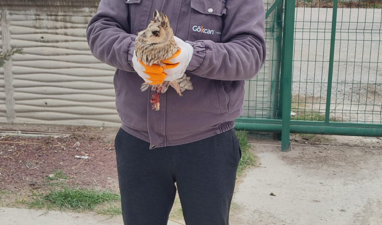 Konya’da ayakları kırık halde bulunan baykuş tedavi altına alındı