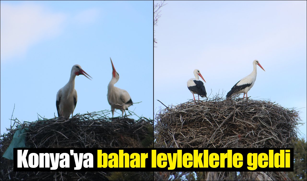 Konya’ya bahar leyleklerle geldi
