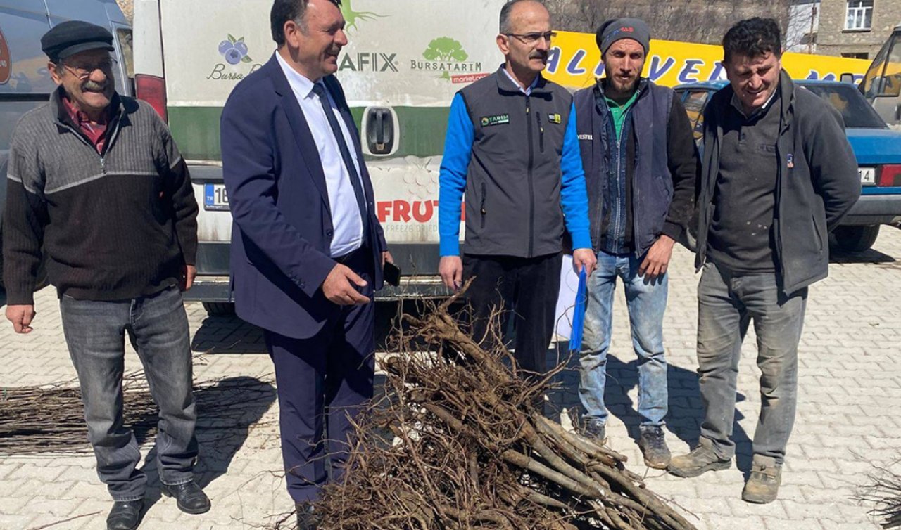 Hadim’de üreticilere destek: Fidan dağıtımı gerçekleşti