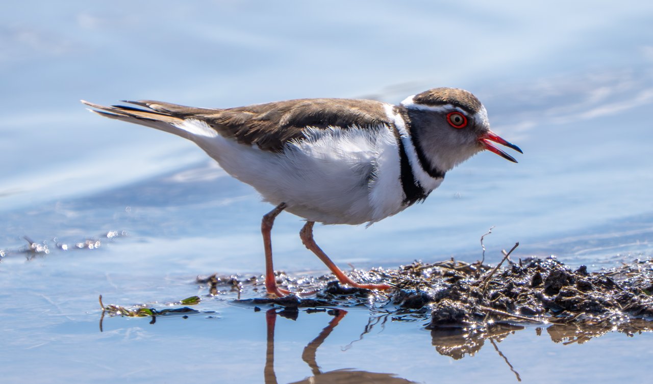Türkiye’de ilk kez “takkeli cılıbıt“ kuşu, Gaziantep’te görüldü