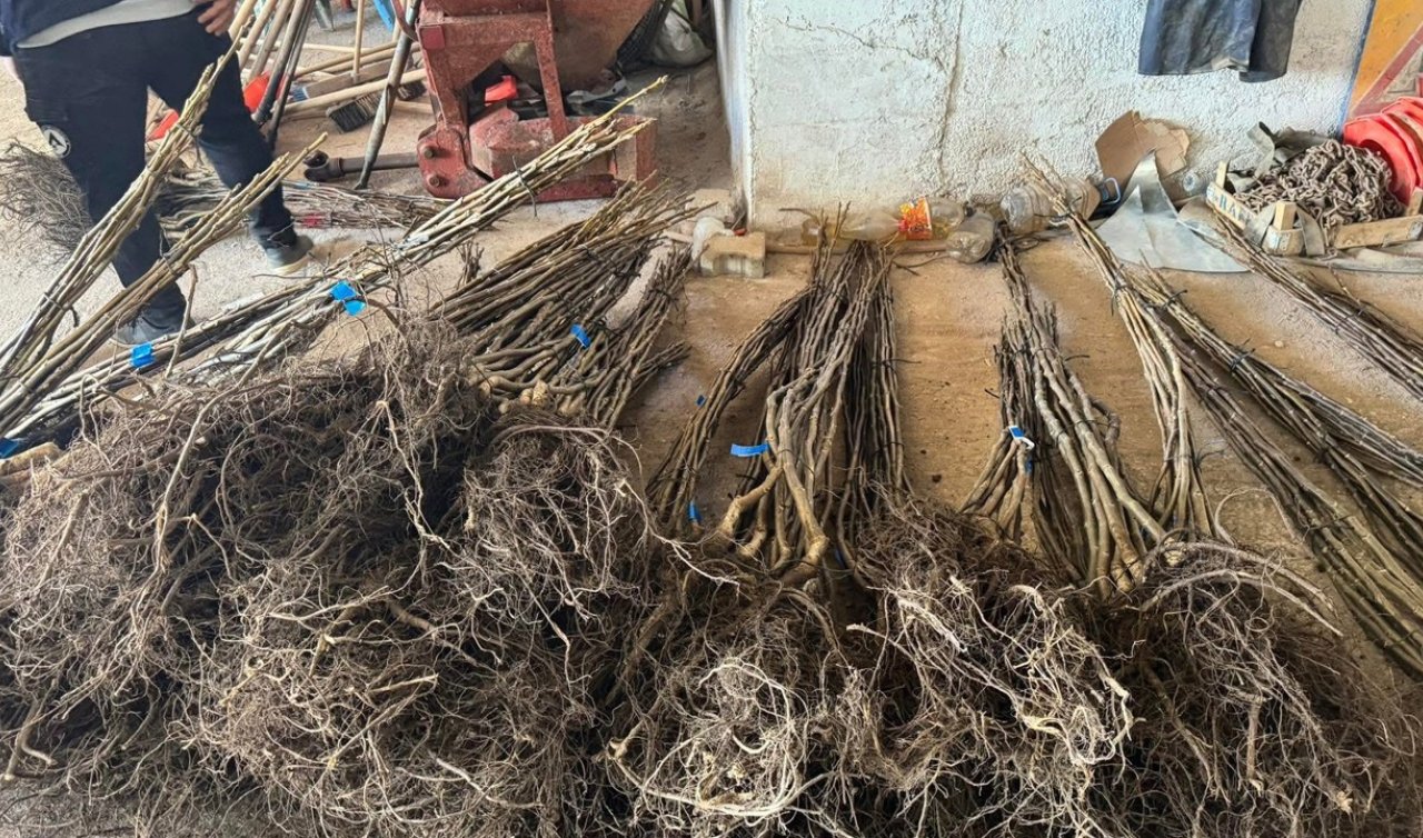 Derbent’te üreticilere ceviz fidanı dağıtıldı