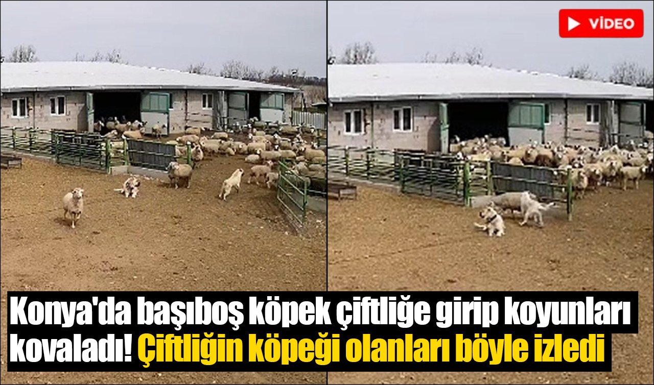 Konya’da başıboş köpek çiftliğe girip koyunları kovaladı! Çiftliğin köpeği olanları böyle izledi