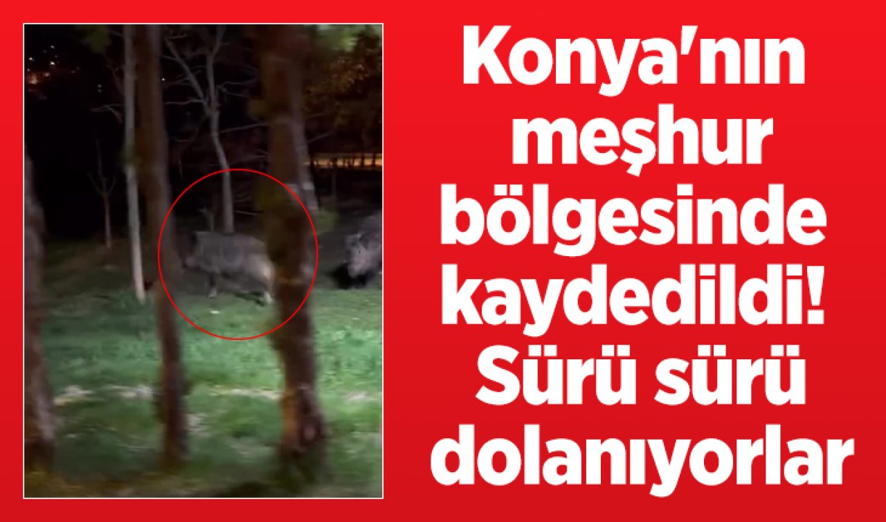 Konya’nın meşhur bölgesinde görüntülendi! Sürü sürü dolanıyorlar