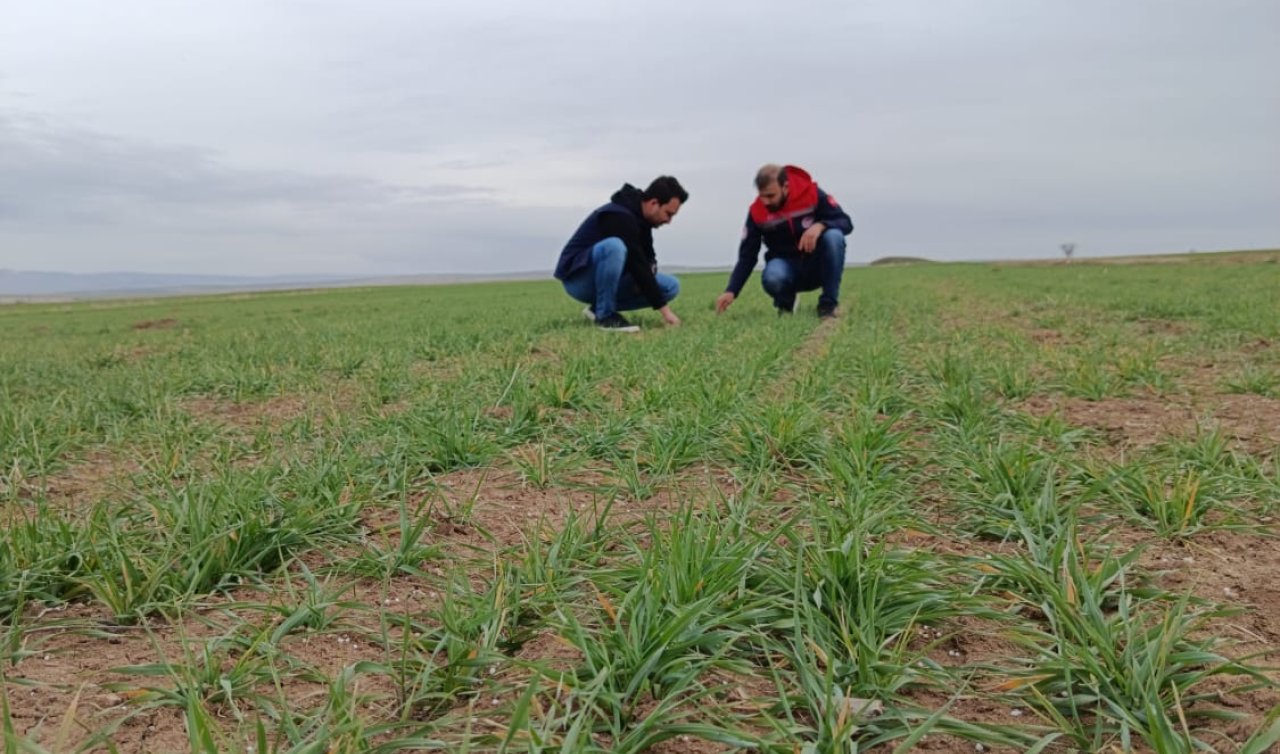 Akşehir İlçe Müdürlüğü’nden hububat alanlarında düzenli kontrol ve gözlem çalışması