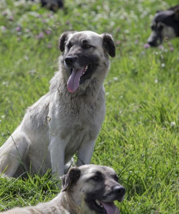 Sahipsiz köpek 3 yaşındaki çocuğu yaraladı