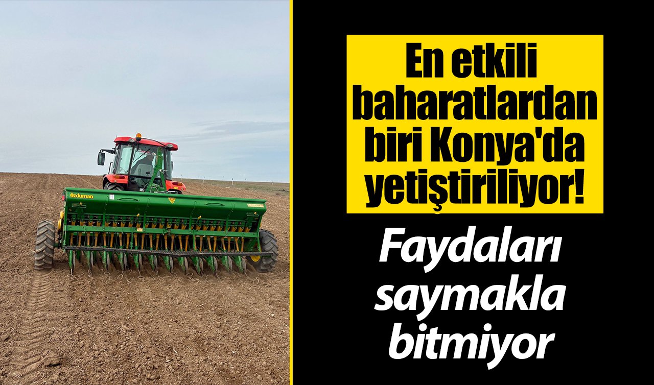 En etkili baharatlardan biri Konya’da yetiştiriliyor! Bir tutam şifa 