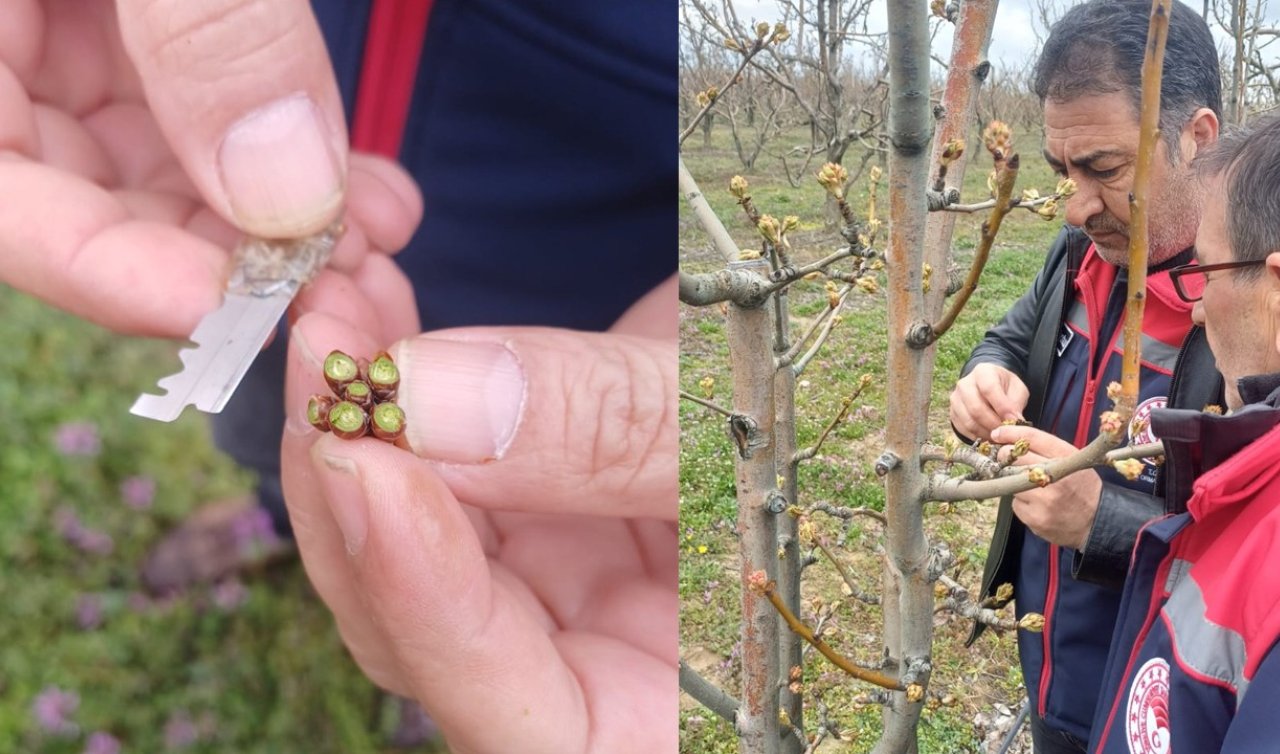 Akşehir’de meyve bahçelerinde ilkbahar mesaisi başladı
