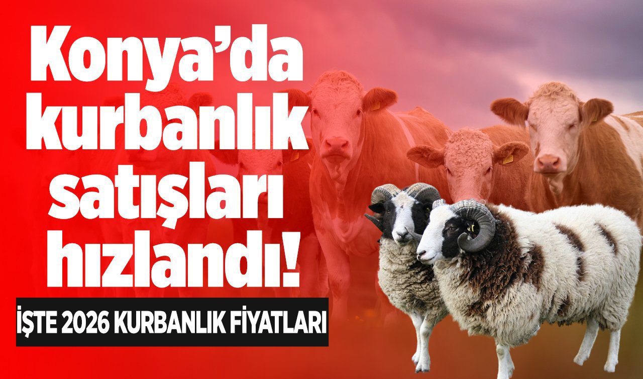 Konya’da kurbanlık satışları hızlandı! İşte 2026 kurbanlık fiyatları