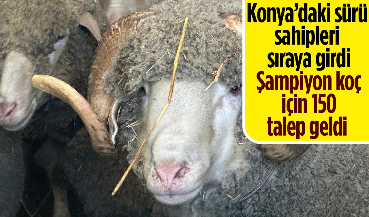 Konya’daki sürü sahipleri sıraya girdi: Şampiyon koç için 150 talep geldi