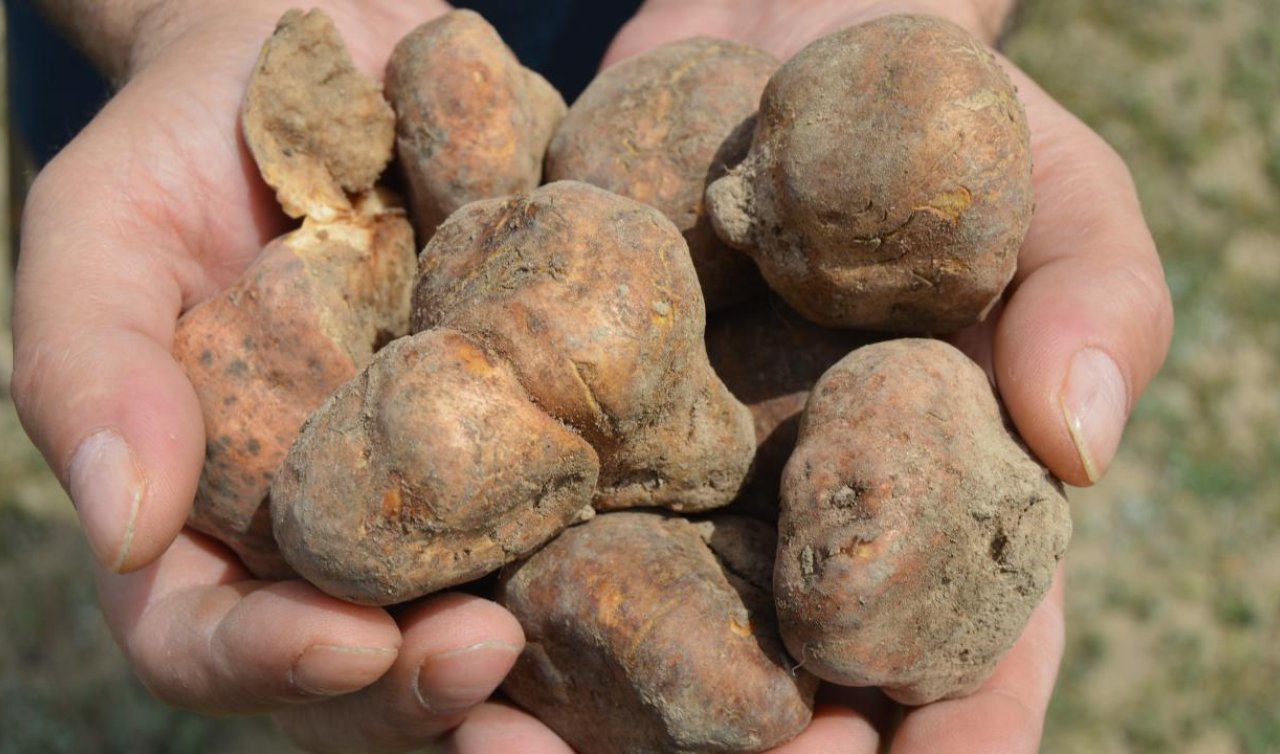 Konya’da domalan nerede bulunur? Konya domalan mantarı nerede bulunur