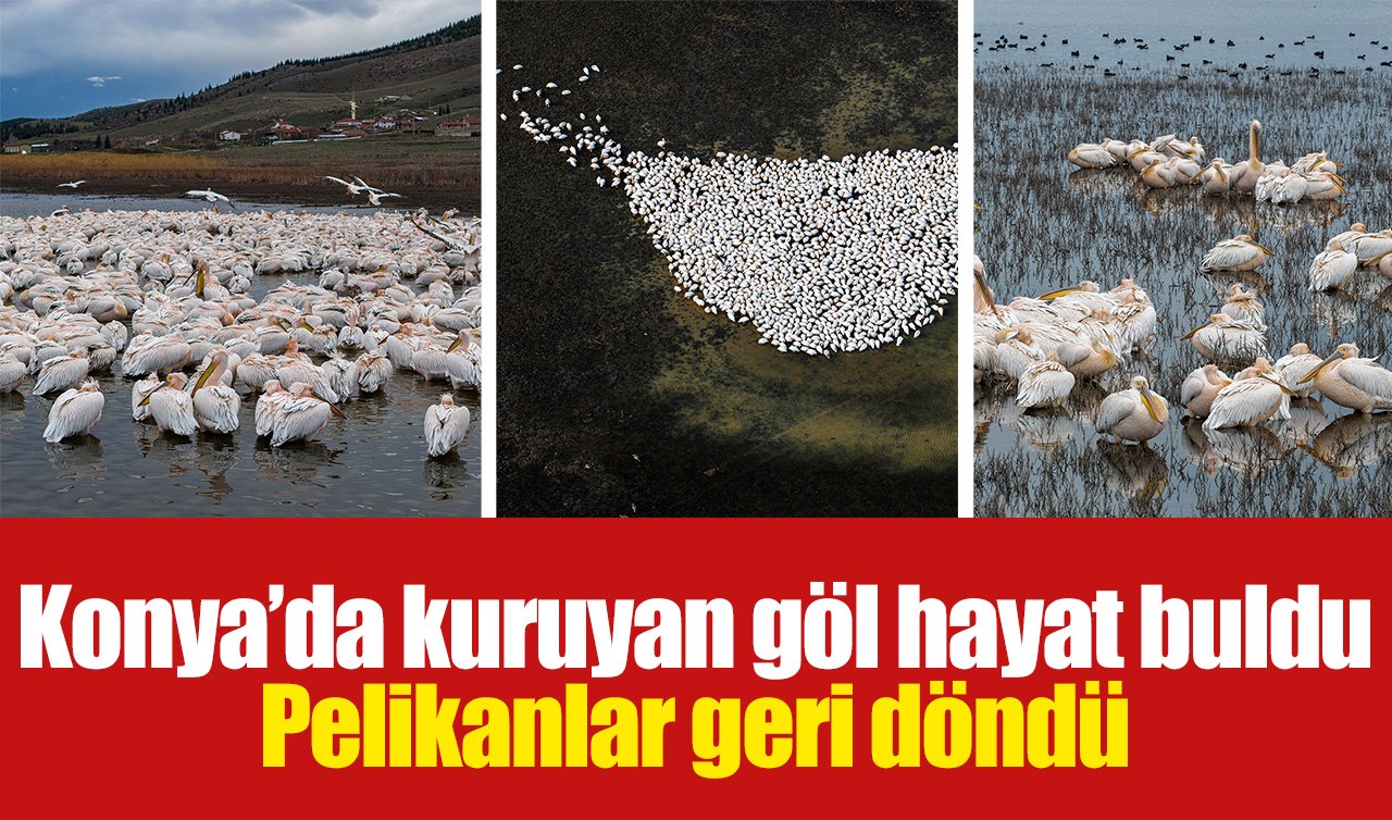 Konya’da kuruyan göl hayat buldu: Pelikanlar geri döndü
