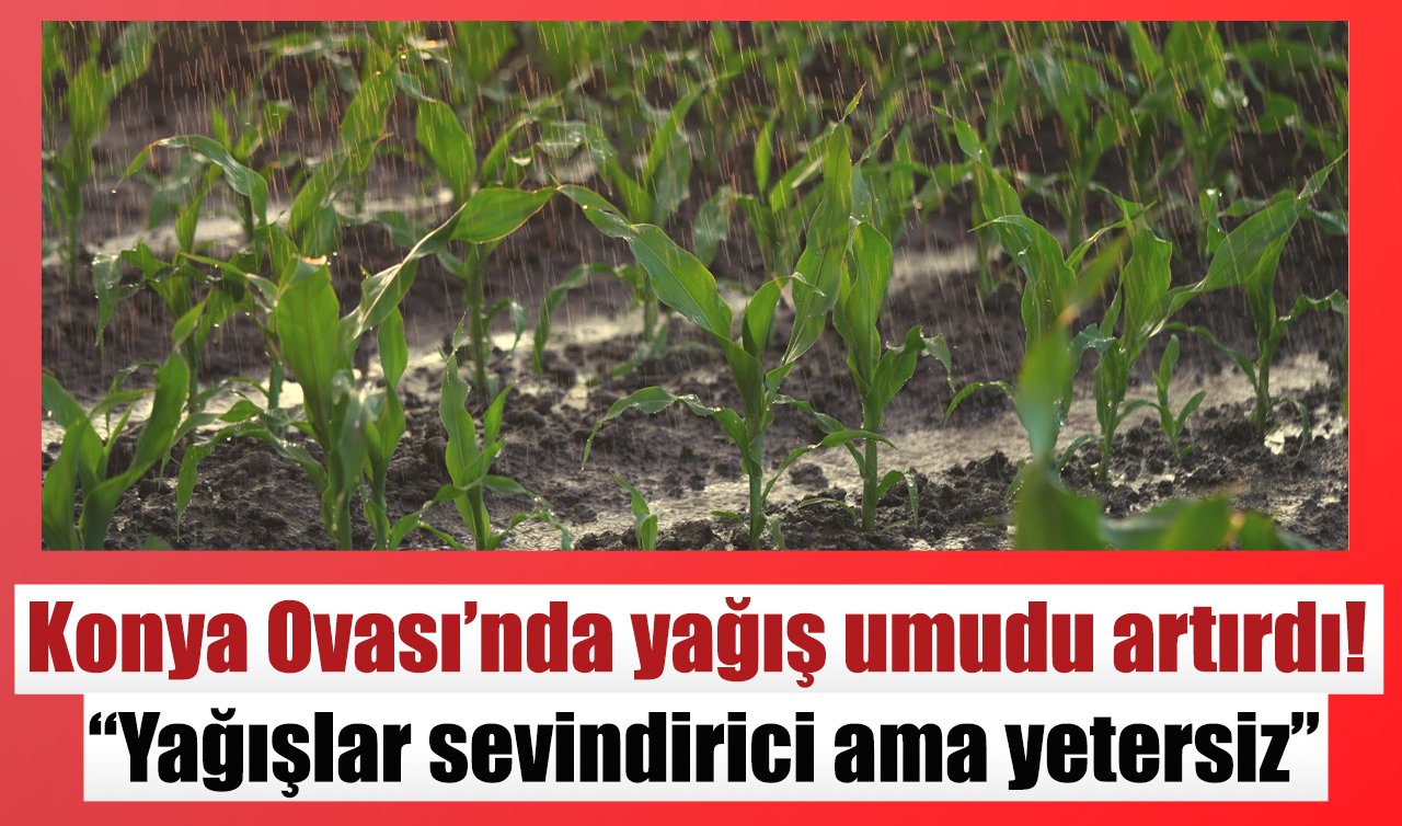 Konya Ovası’nda yağış umudu artırdı! “Yağışlar sevindirici ama yetersiz”