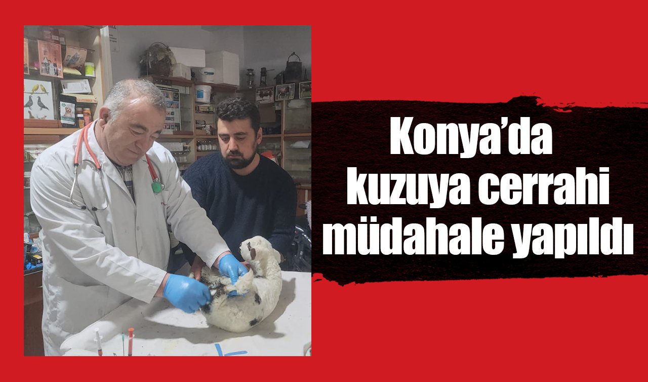 Konya’da kuzuya cerrahi müdahale yapıldı